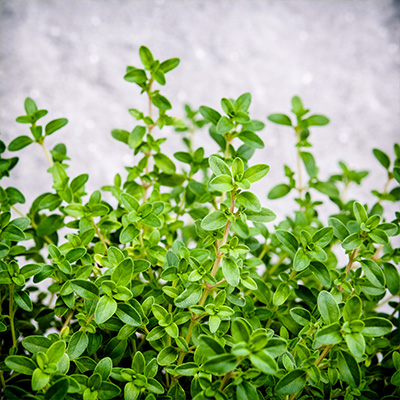 citroentijm groen (Thymus-Citriodorus)
