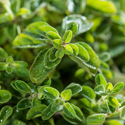 compacte oregano (Origanum-vulgare-Compactum)