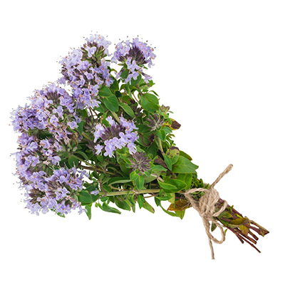 duitse winter tijm (Thymus-vulgaris)