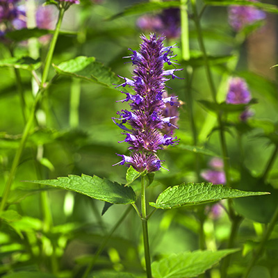 engelse pepermunt (Mentha-piperita)