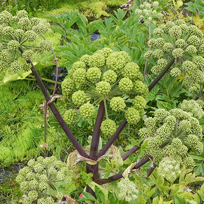 engelwortel (Angelica-archangelica)