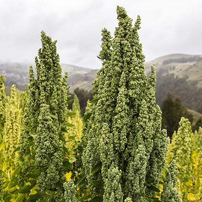 Rijstmelde (Chenopodium-quinoa)