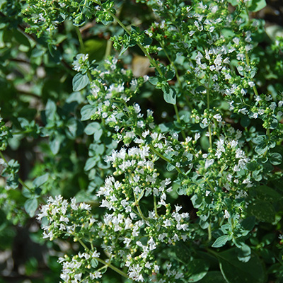 griekse oregano / wilde-marjolein (Origanum-Vulgare-Hirtum)