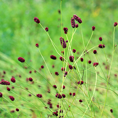 grote pimpernel (Sanguisorba-officinalis)