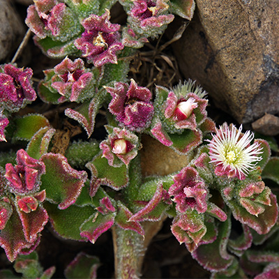 ijskruid (Mesembryanthemum-crystallinum)