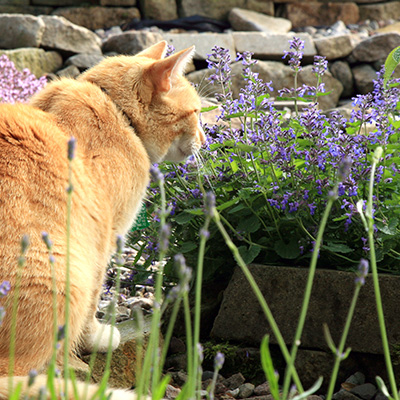 kattekruid (Nepeta-x-faassenii-Six-Hills-Giant)