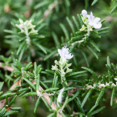 kruiprozemarijn (Rosmarinus-officinalis-'Capri')