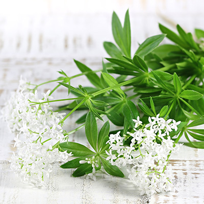 lievevrouwbedstro (Galium-odoratum)