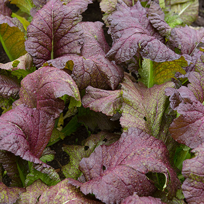 mosterdsla (Brassica-juncea-'Red-Giant')