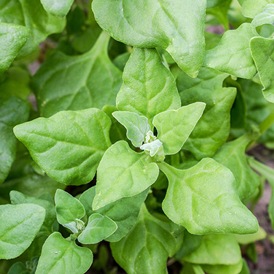 nieuwzeelandse spinazie (Tetragonia-expansa)