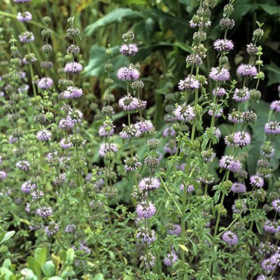 poleimunt / akkerplei (Mentha-pulegium)