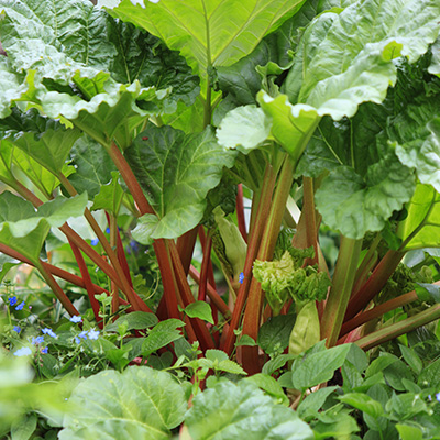 Guggenheim Museum mager Uitdrukkelijk rabarber (Rheum-rhabarbarum) - Tuinplanten DEN KREUPEL