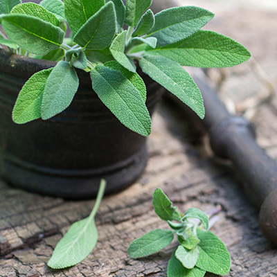 salie (Salvia-officinalis)