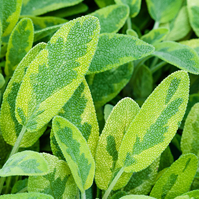 salie geel gepanacheerd (Salvia-officinalis-Aurea)