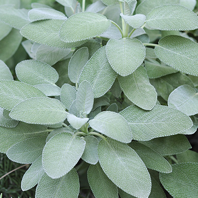 sinaasappelmunt (Mentha-piperita-citrata)