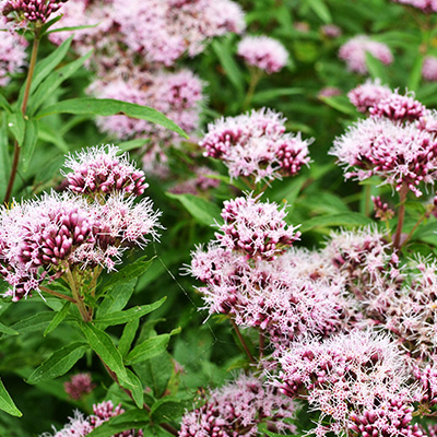 valeriaan (Valeriana-officinalis)