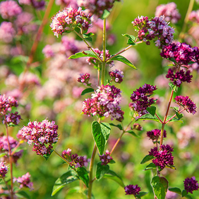 wilde marjolein (Origanum-vulgare)