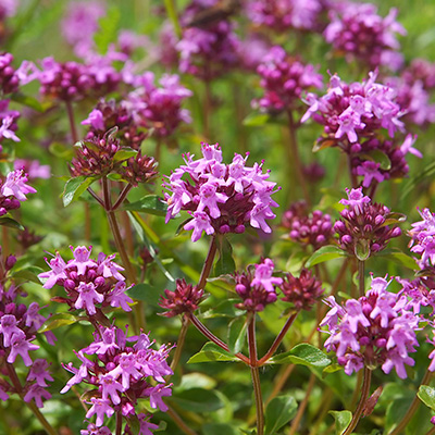 wilde tijm (Thymus-serpyllum)