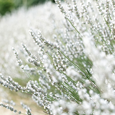 witte lavendel (Lavandula-angustifolia-Alba)