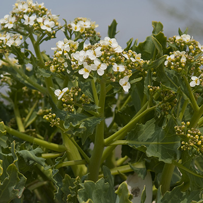 zeekool (Crambe-maritime)