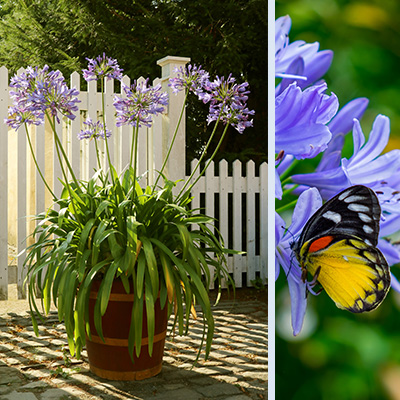 Afrikaanse-lelie-(Agapanthus-Blue)