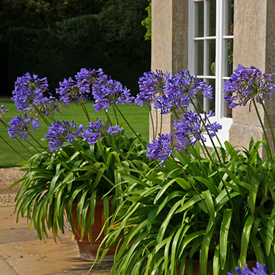 Afrikaanse-lelie-(Agapanthus-Dark-Blue)