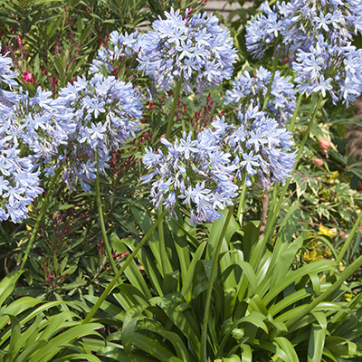 Afrikaanse-lelie-(Agapanthus-Light-Blue)