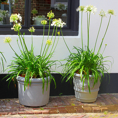 Afrikaanse-lelie-(Agapanthus-White)