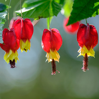 Belgische-vlag-(Abutilon-megapotamicum)