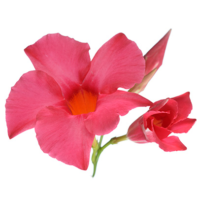 Braziliaanse-Jasmijn-(Dipladenia-Mandevilla-Dark-Pink)