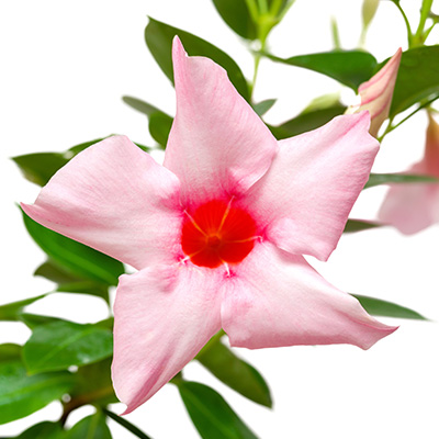 Braziliaanse-Jasmijn-(Dipladenia-Mandevilla-Soft-Pink)