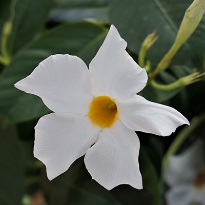 Braziliaanse-Jasmijn-(Dipladenia-Mandevilla-White)