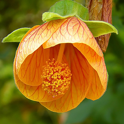 Chinese-klokbloem-(Abutilon-hybride-Oranje)