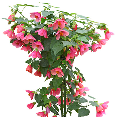 Chinese-klokbloem-(Abutilon-hybride-Pink)