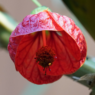 Chinese-klokbloem-(Abutilon-hybride-Red)