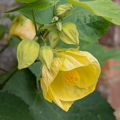 Chinese-klokbloem-(Abutilon-hybride-Yellow)