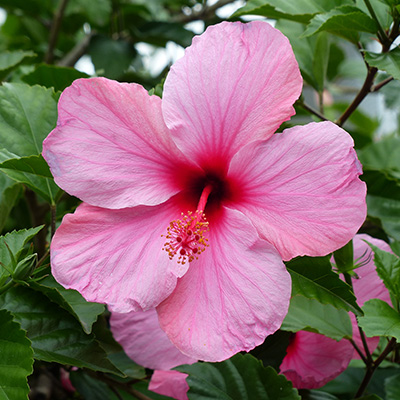Chinese-roos-(Hibiscus-rosa-sinensis-Pink)