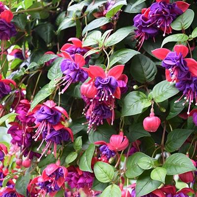 bellenplant-(Fuchsia-Pink-Blue-Double)