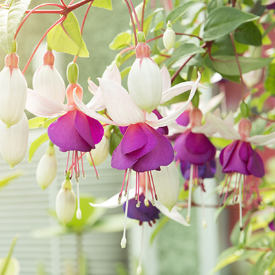 bellenplant-(Fuchsia-White-Purple)