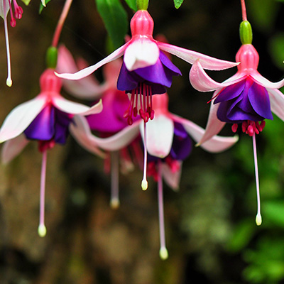 bellenplant-(Fuchsia Pink-Blue-Small)