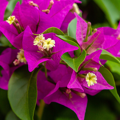 bougainvillea-(Bougainvillea)