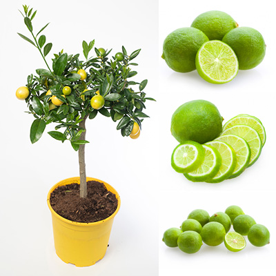 dwergcitroentje-limequat-(Citrofortunella-flor.-limoen-X-kumquat)