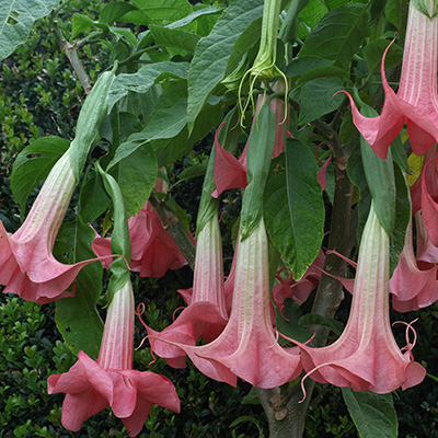 engelentrompet-(Brugmansia-Datura-Pink)