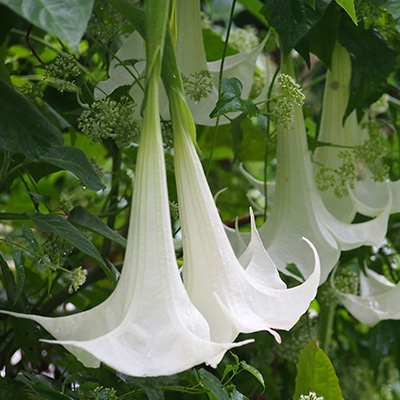 engelentrompet-(Brugmansia-Datura-White)