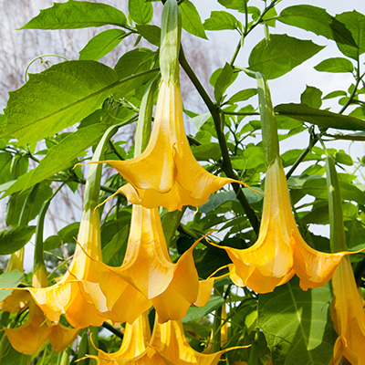 engelentrompet-(Brugmansia-Datura-Yellow)