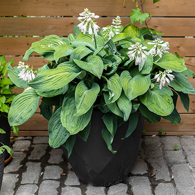 hartlelie-(Hosta fortunei)