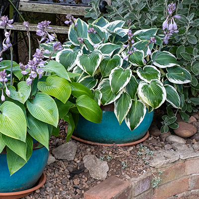  hartlelie (Hosta fortunei Aureomarginata)