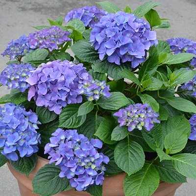 hortensia-(Hydrangea-macrophylla-Blue)