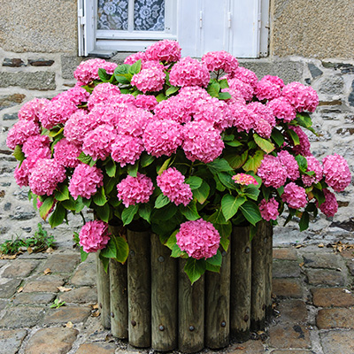 hortensia-(Hydrangea-macrophylla-Dark-Pink)