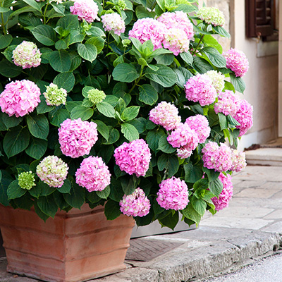 hortensia-(Hydrangea-macrophylla-Soft-Pink)